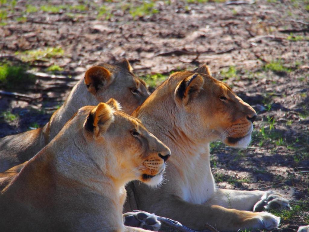 Addo African Home エクステリア 写真