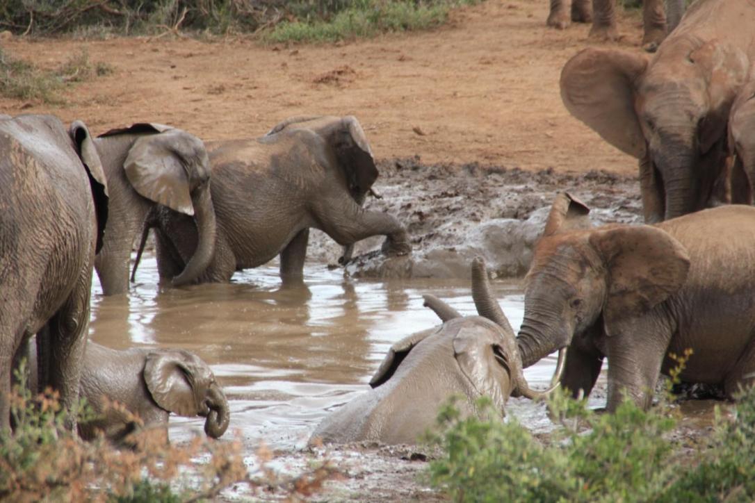 Addo African Home エクステリア 写真